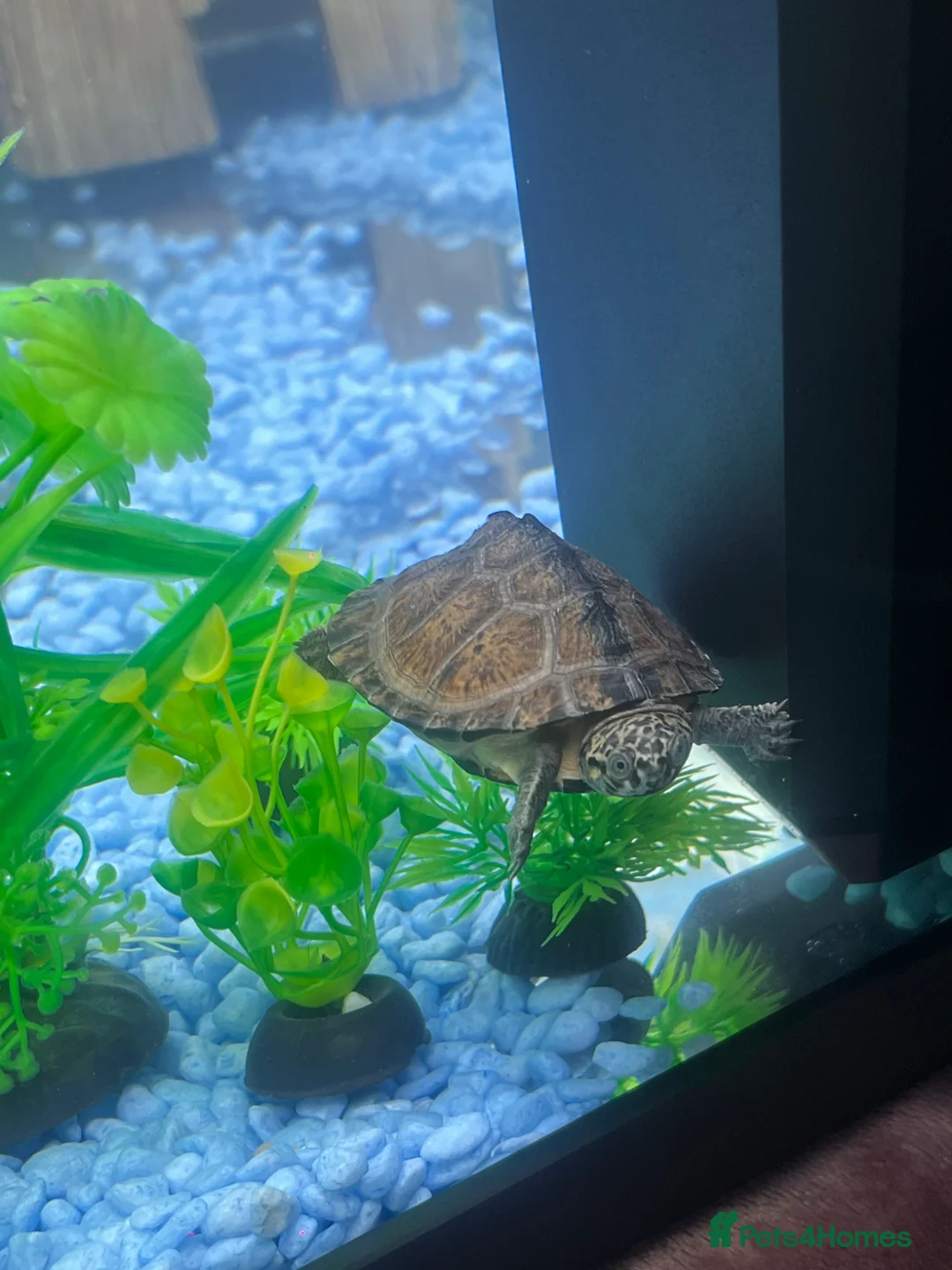 Terrapin reptiles for sale: Razor back musk turtle  - Advert 4