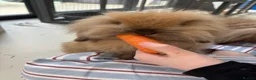 Mini Lion Lop rabbits for sale: 2 beautiful mini lion loop rabbits sister in Liverpool - Advert 7