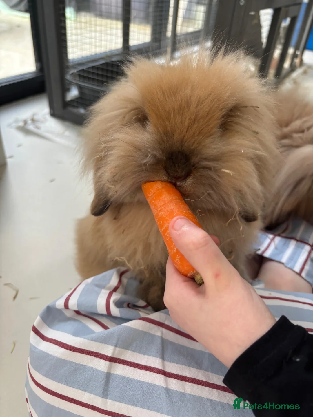 Mini Lion Lop rabbits for sale: 2 beautiful mini lion loop rabbits sister in Liverpool - Advert 7