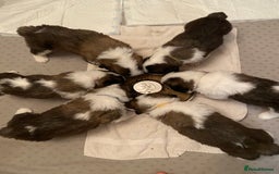 Saint Bernard dogs for sale: Gorgeous Saint Bernard puppies looking for homes - Image 14