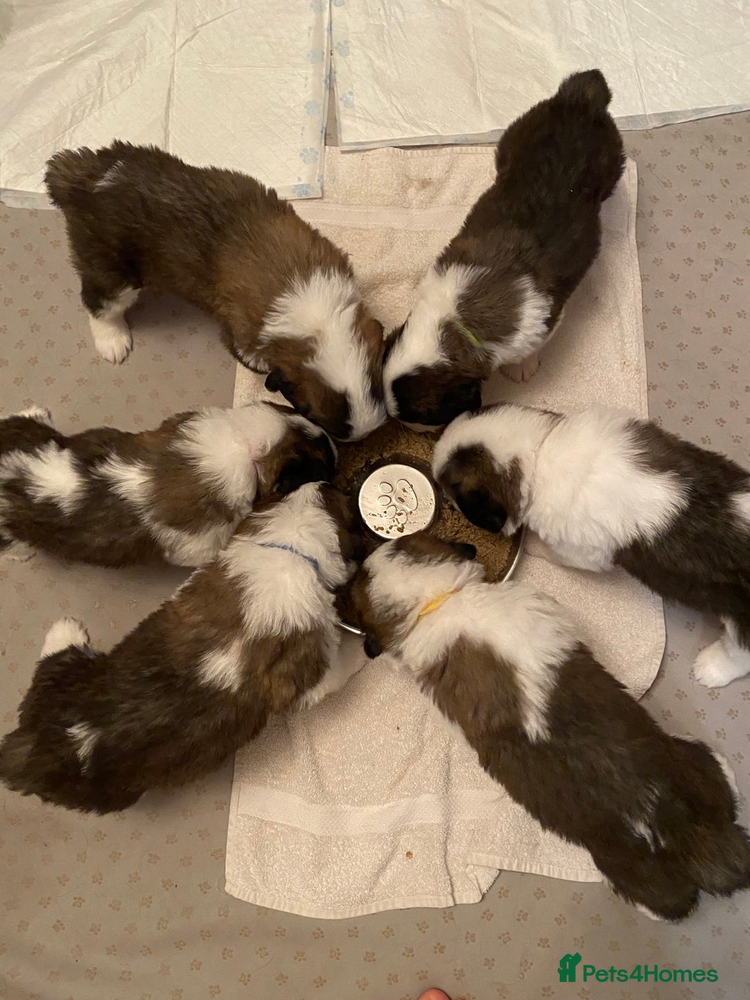 Saint Bernard dogs for sale: Gorgeous Saint Bernard puppies looking for homes - Image 14