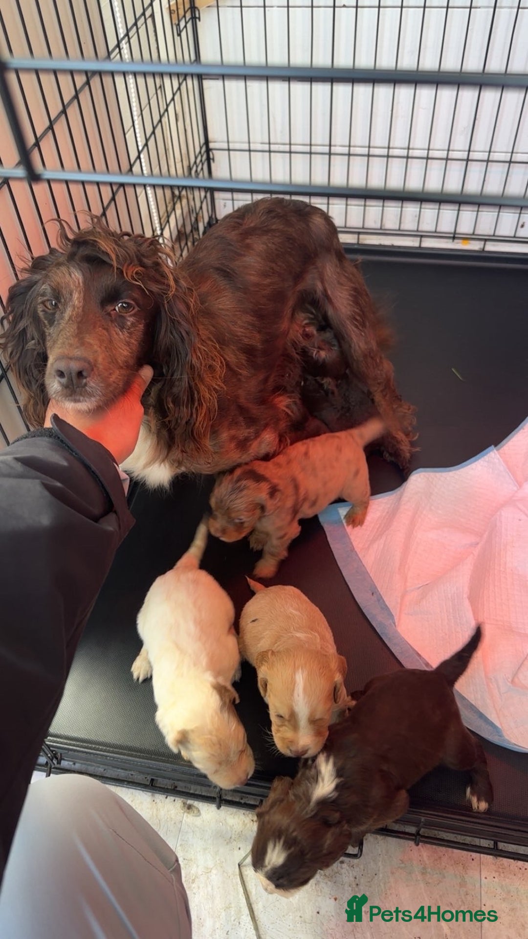 Cocker Spaniel dogs for sale: Cocker spaniel pups - Image 8
