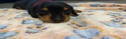 Miniature Dachshund dogs for sale: Ready for there forever homes this Thursday - Advert 24