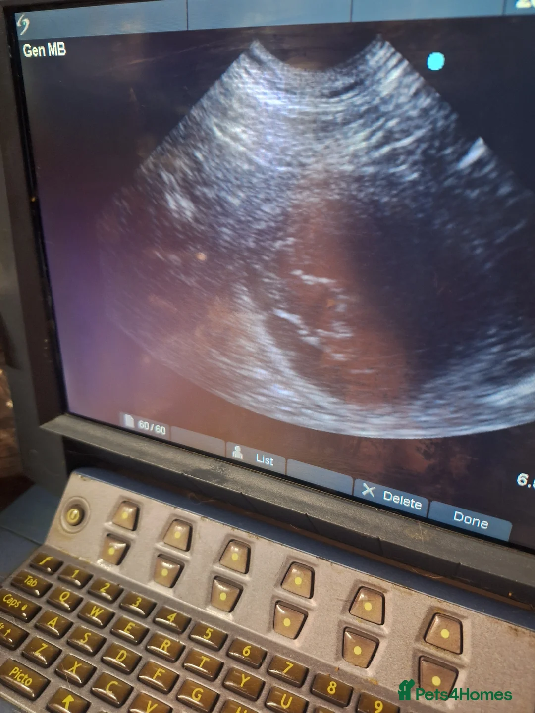 Rottweiler dogs for stud: Kc registered proven big rottweiler stud in Aylesbury - Advert 9