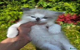 Ragdoll cats for sale: Ragdolls - Image 12