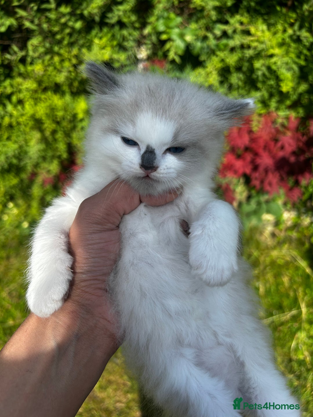 Ragdoll cats for sale: Ragdolls - Image 12