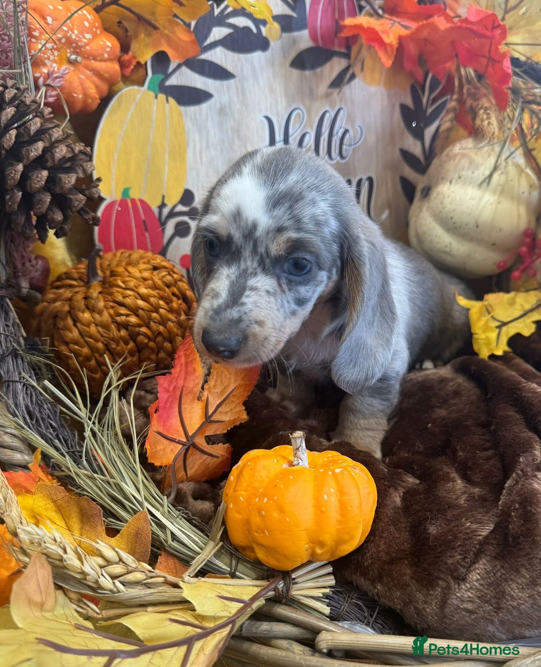 Miniature Dachshund dogs for sale: Miniature dachshunds - Advert 11