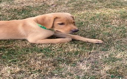 Labrador Retriever dogs for sale: REDUCED! FTCH sired KC fully health tested - Image 6
