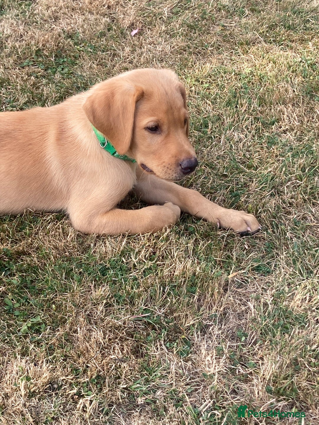 Labrador Retriever dogs for sale: REDUCED! FTCH sired KC fully health tested - Image 6