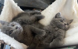 British Shorthair cats for sale: British short hair cross kittens, grey black.  - Image 14