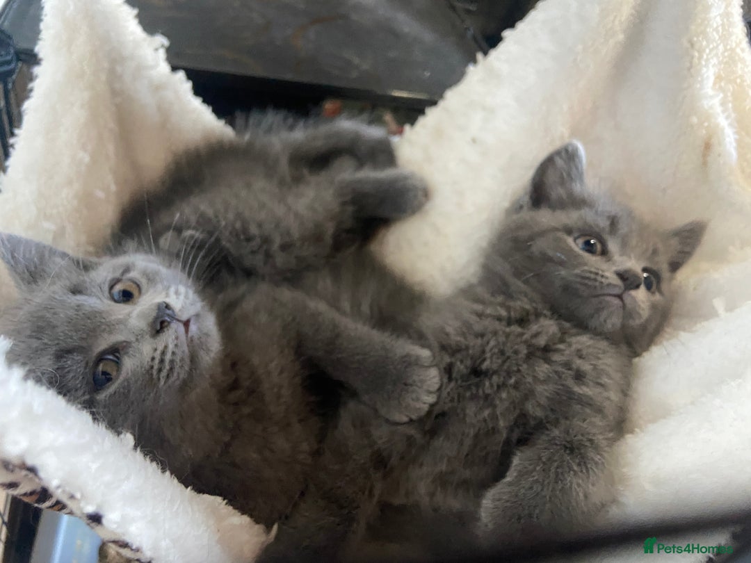 British Shorthair cats for sale: British short hair cross kittens, grey black.  - Image 14