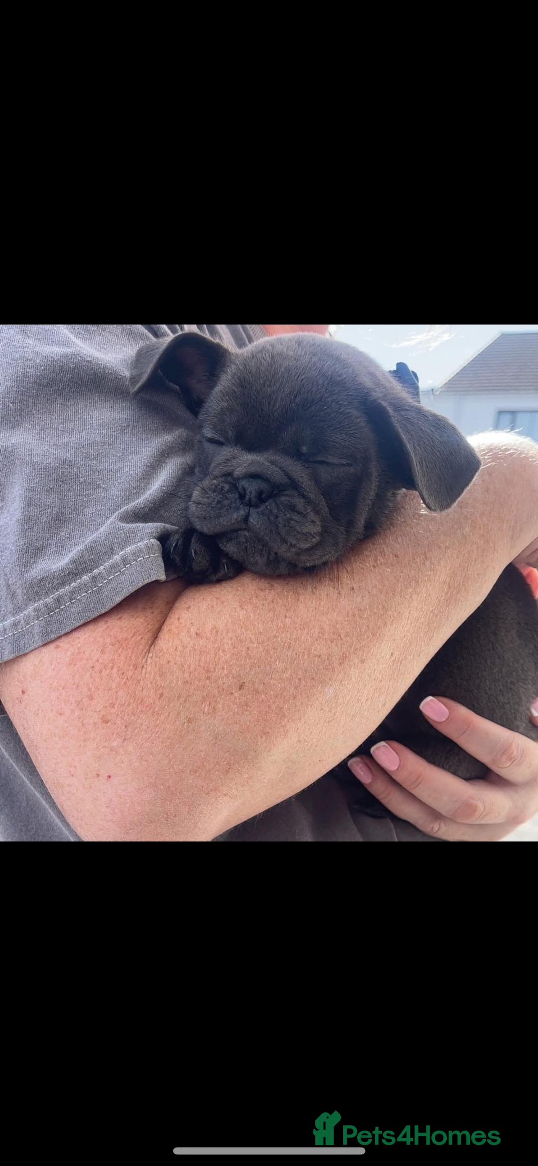Mixed Breed dogs for sale: 10 week old pug/English bulldog  - Image 5
