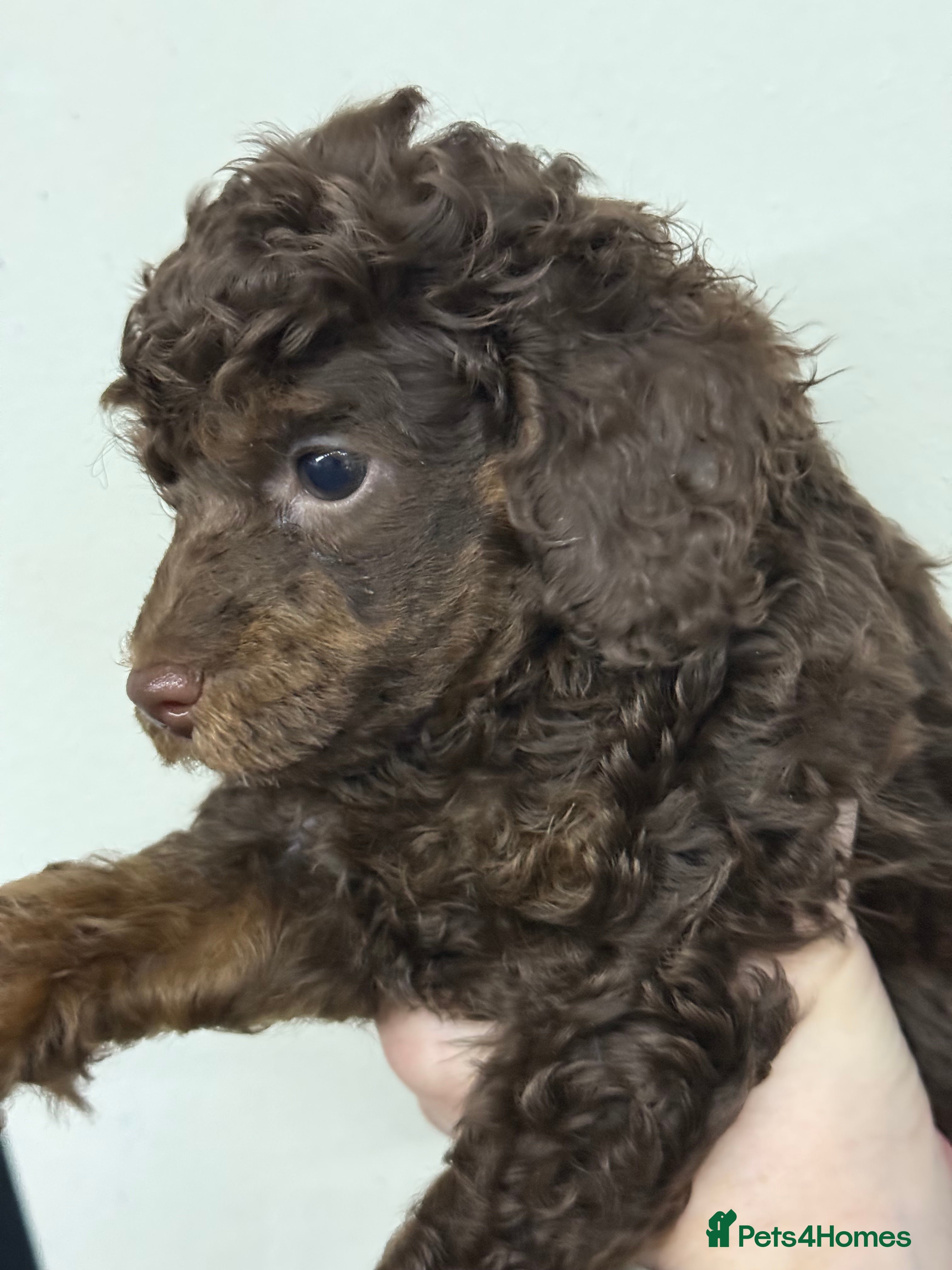 Toy Poodle dogs Brown phantom Kc toy poodles - Advert 7