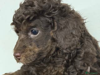 Toy Poodle dogs Brown phantom Kc toy poodles - Advert 7