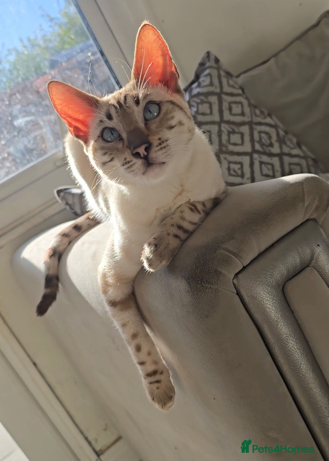 Bengal cats for sale: 🌟 Savannah × Snow Bengal Kittens 🌟 RARE - Advert 4