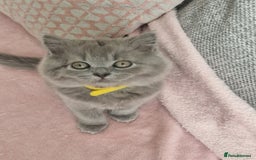 British Longhair cats for sale: ACTIVE REGISTERED BLH GIRL, GCCF, PEDIGREE - Image 8
