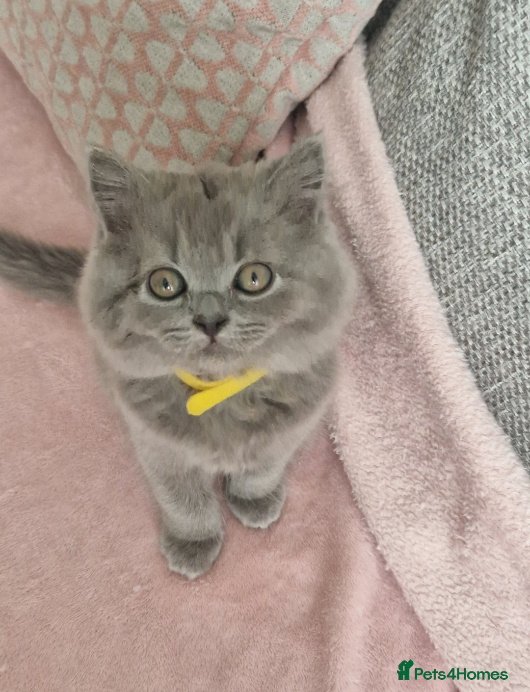 British Longhair cats for sale: ACTIVE REGISTERED BLH GIRL, GCCF, PEDIGREE - Image 8
