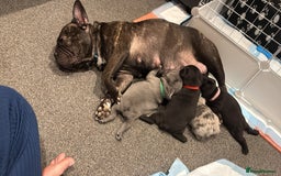 French Bulldog dogs for sale: French bulldog puppies looking for loving homes  - Image 31