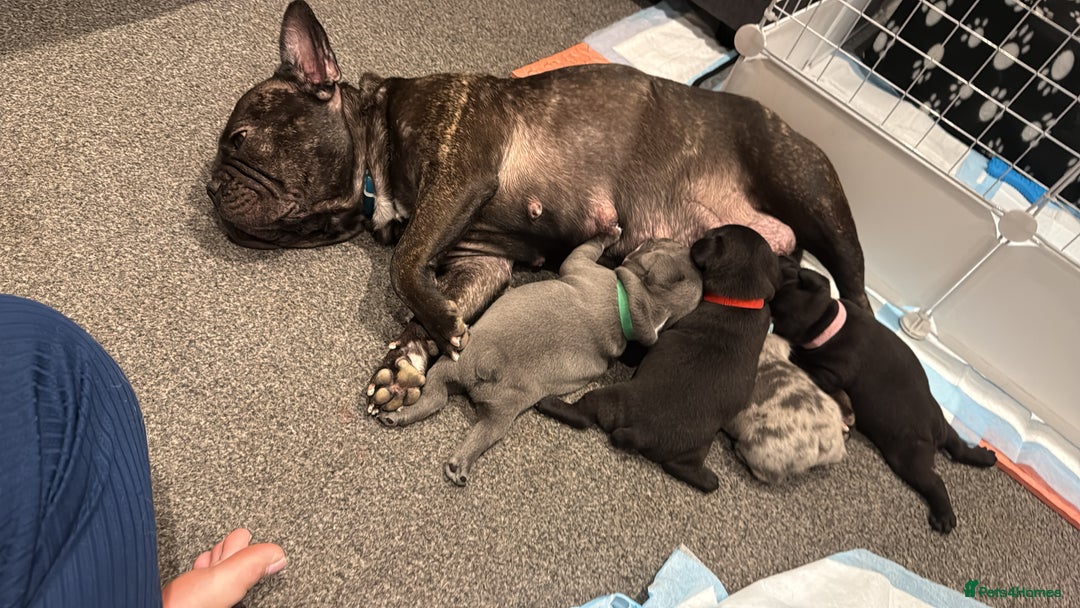 French Bulldog dogs for sale: French bulldog puppies looking for loving homes  - Image 31