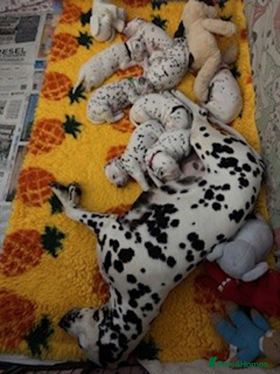 Dalmatian dogs for sale: Tamilanda Dalmatian's  - Image 20