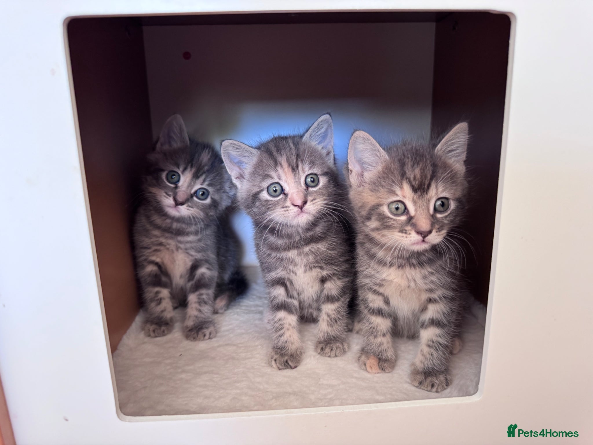 Mixed Breed cats for sale: Gorgeous fluffy affectionate kittens  in Cirencester - Advert 7