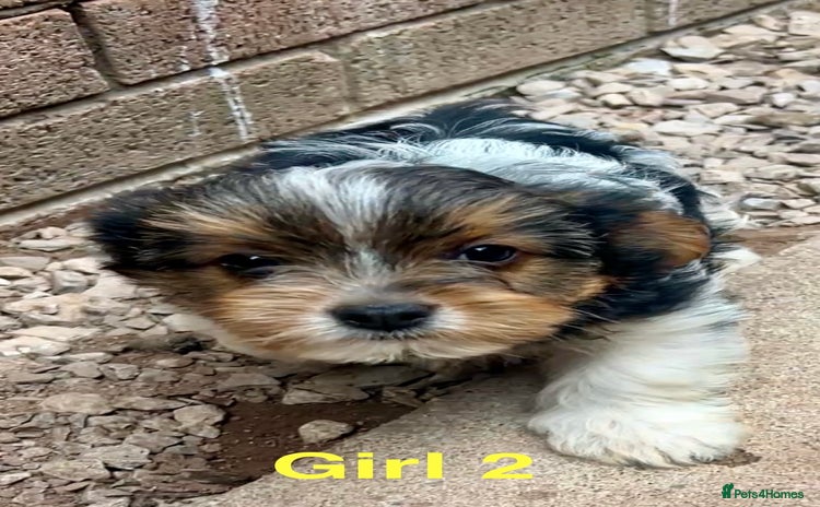 Biewer Terrier dogs - Advert 2