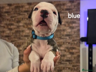 American Bulldog dogs Ready to leave Monday - Advert 4