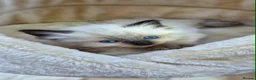Ragdoll cats for sale: Ragdoll kittens *one female left* - Advert 6