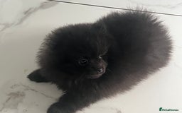 Pomeranian dogs for sale: Beautiful Pomeranians babies ready now! - Image 1