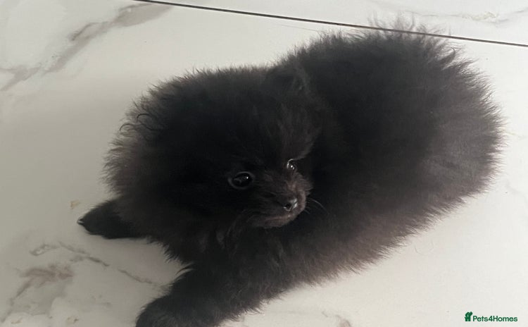 Pomeranian dogs - Advert 1