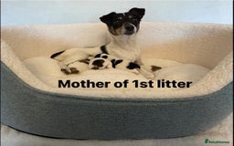 Jack Russell dogs for sale: TRUE ORIGINAL JACK RUSSELL PUPPIES  - Image 2
