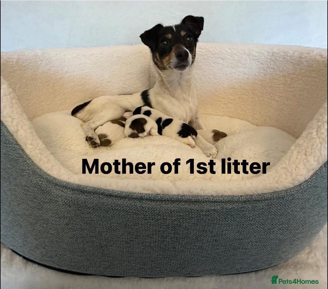 Jack Russell dogs for sale: TRUE ORIGINAL JACK RUSSELL PUPPIES  - Image 2