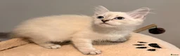 Siberian cats for sale: New imported lines Siberian kittens - Advert 16