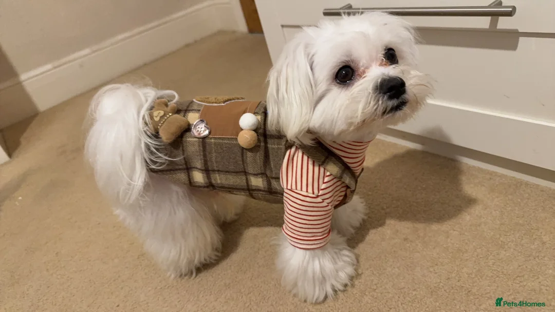 Maltese dogs for stud: kc registered Maltese Male for stud - Advert 2