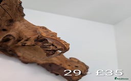 Gecko reptiles for sale: Beautiful baby crested geckos! - Image 28