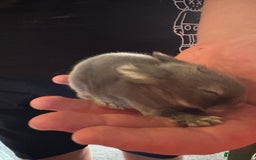 Mixed Breed rabbits for sale: Dwarf lion head/mini lop babies  - Advert 6