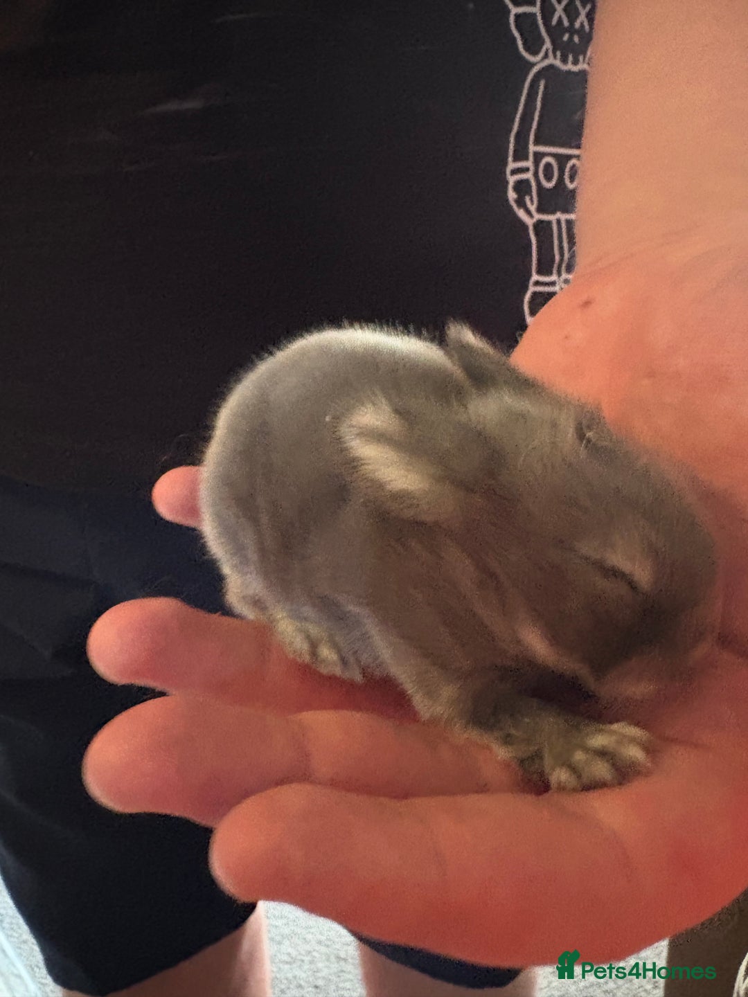 Mixed Breed rabbits for sale: Dwarf lion head/mini lop babies  - Advert 6