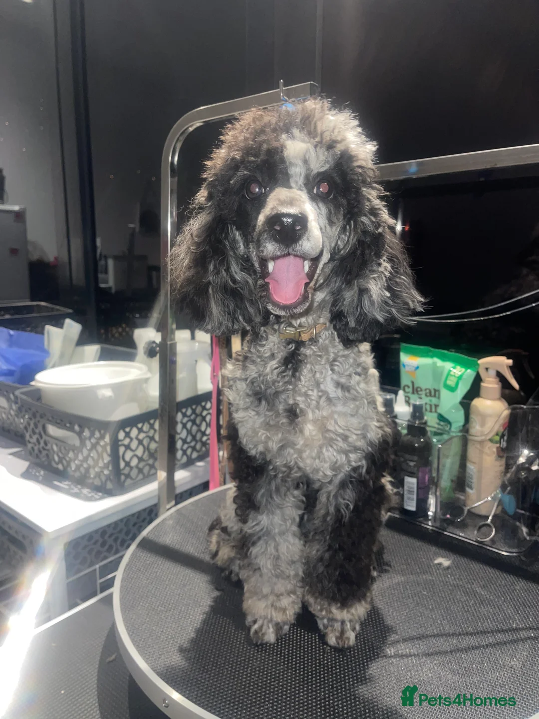 Toy Poodle dogs for stud: Toy poodle stud  in Newport - Advert 2