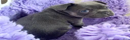 French Bulldog dogs for sale: French bulldog puppys ready now - Advert 7