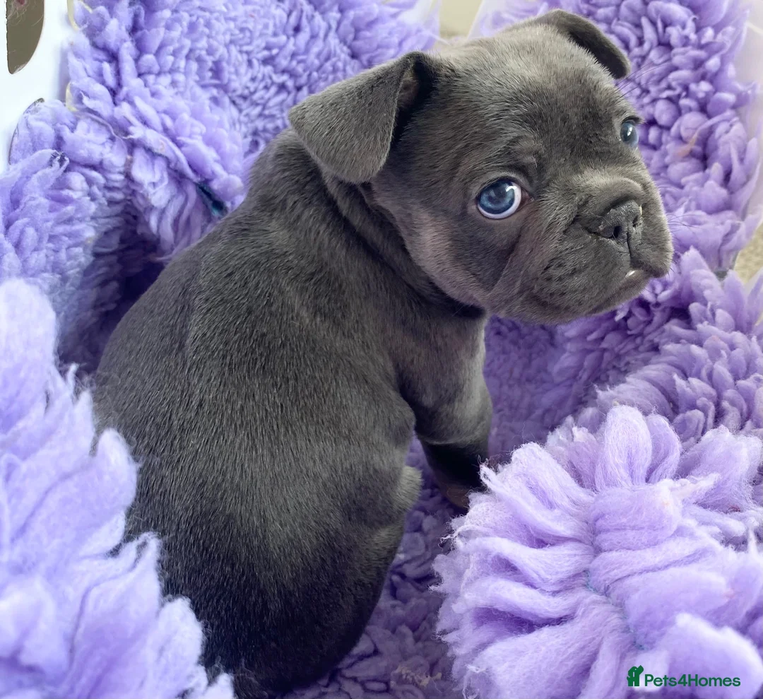French Bulldog dogs for sale: French bulldog puppys ready now - Advert 7