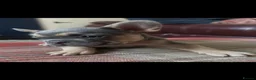 French Bulldog dogs for sale: Beautiful KC registered french bulldogs  - Advert 19