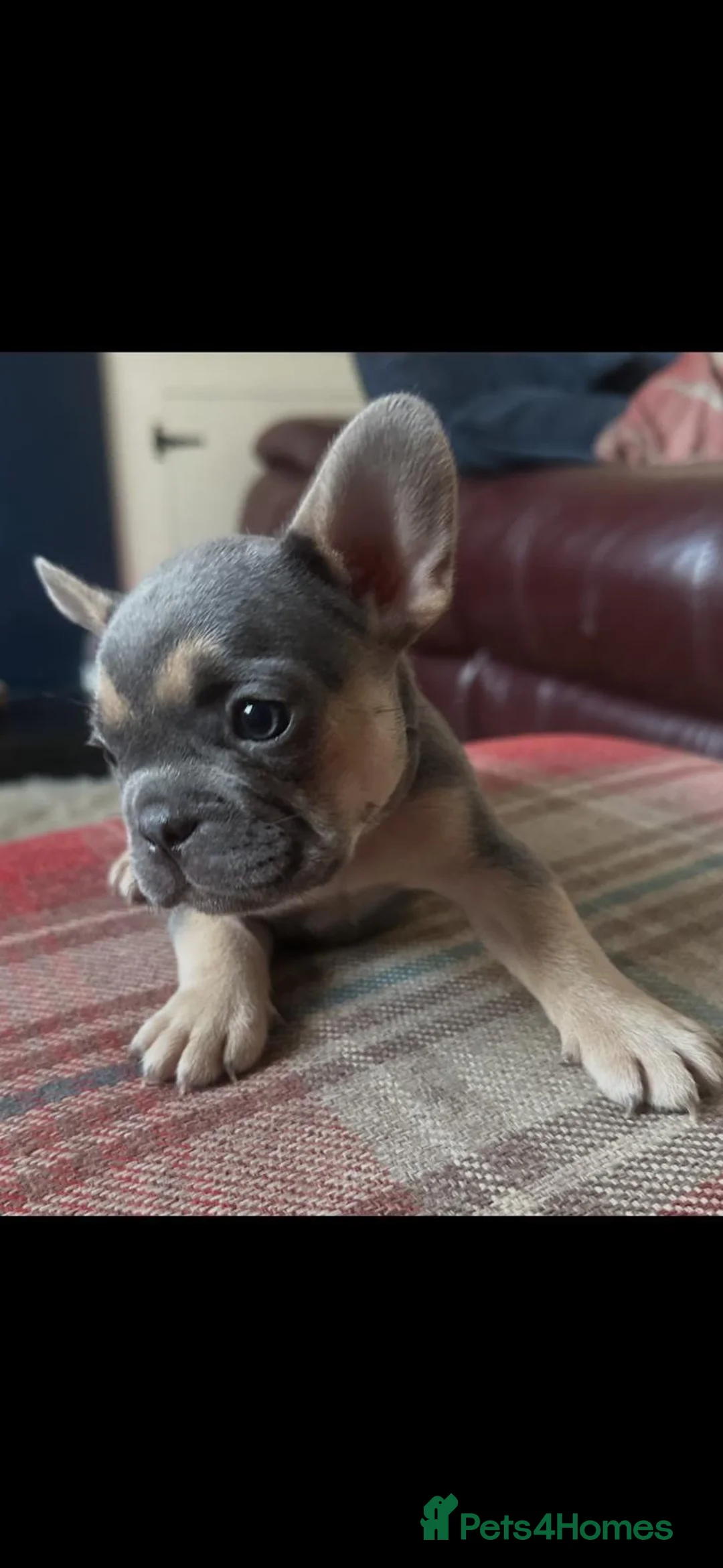 French Bulldog dogs for sale: Beautiful KC registered french bulldogs  - Advert 19
