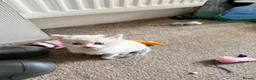 Mixed Breed cats for sale: Beautiful kittens  in Heanor - Advert 5