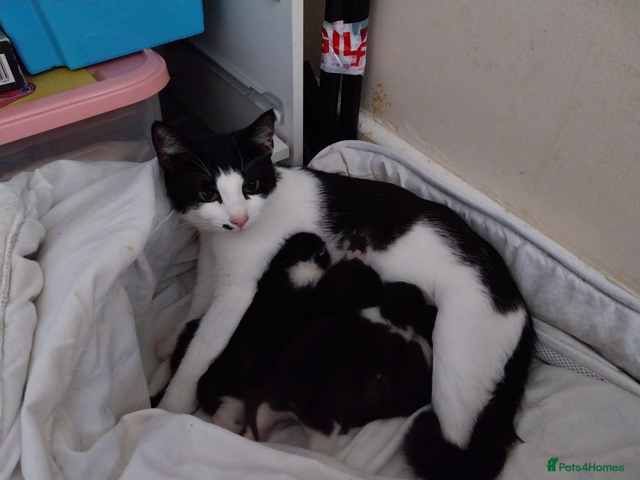 Domestic Shorthair cats Beautiful Black and White kittens - Advert 1