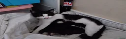 Domestic Shorthair cats for sale: Beautiful Black and White kittens - Advert 1