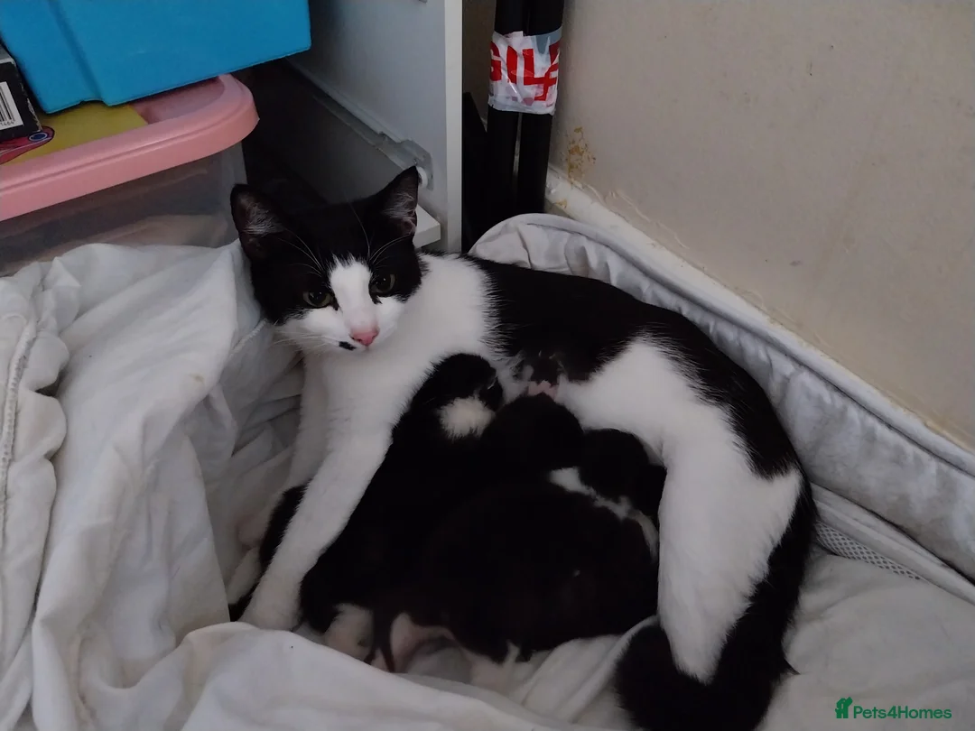 Domestic Shorthair cats for sale: Beautiful Black and White kittens - Advert 1