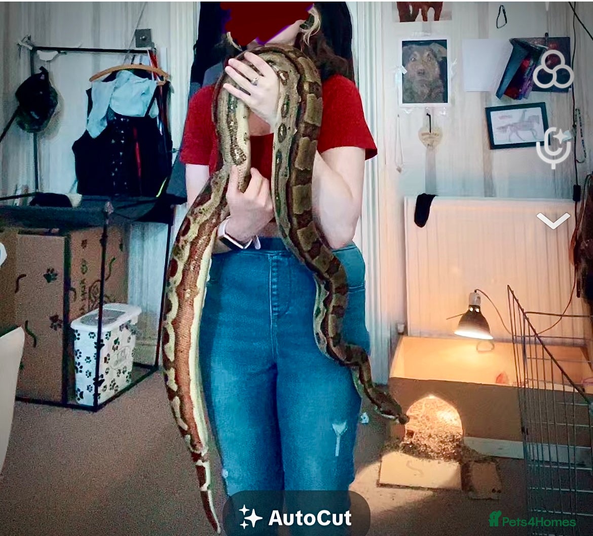 Boa Snake reptiles 6FT Boa + Full LARGE Setup  - Advert 8