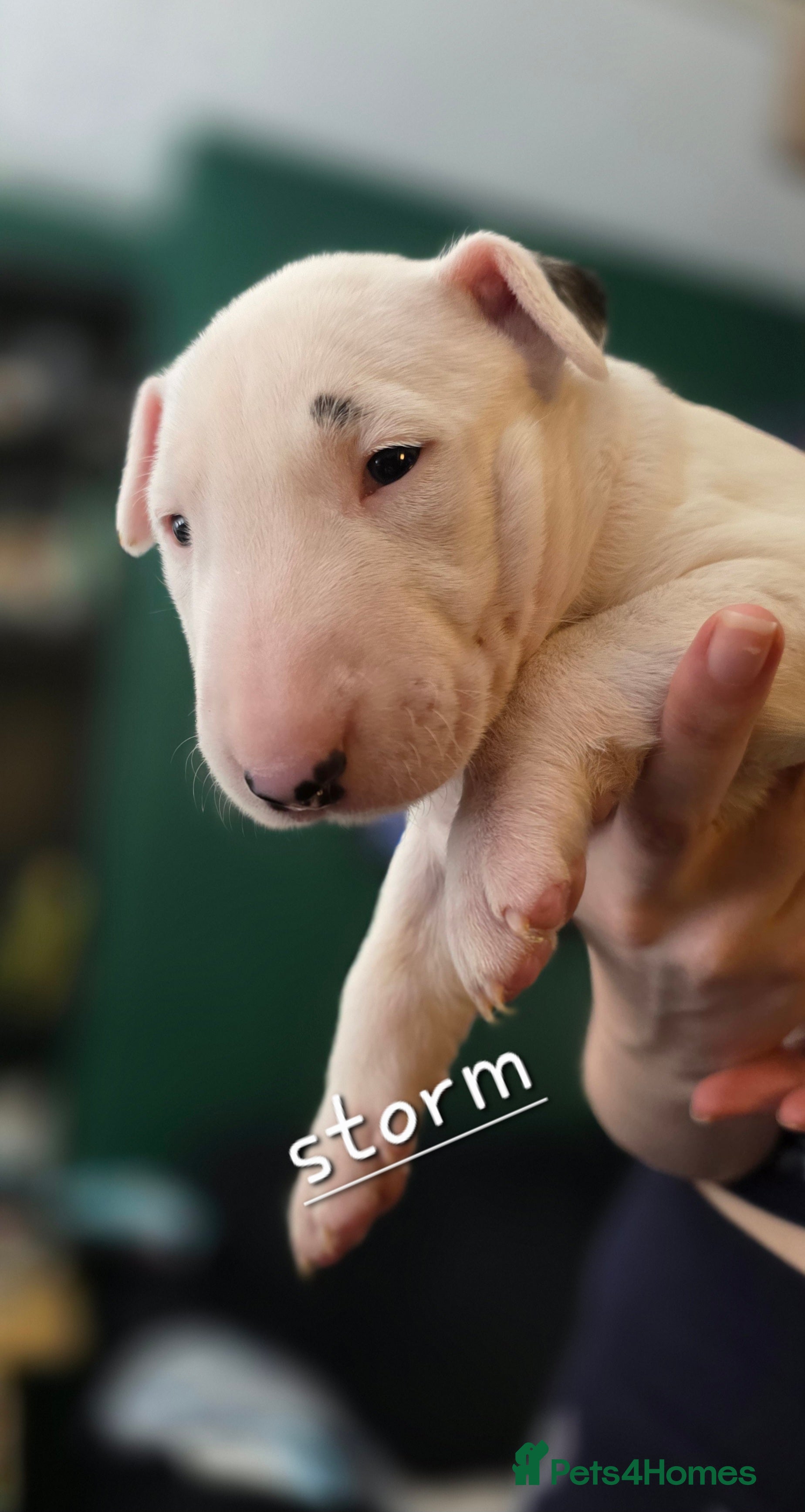 English Bull Terrier dogs for sale: KC English bullterrier puppies available  - Advert 7