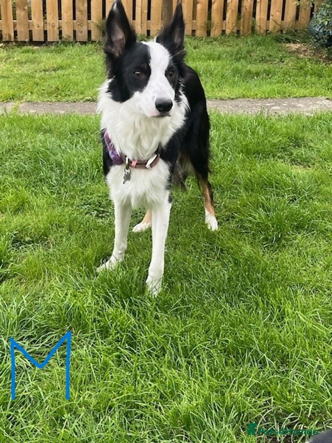 Border Collie dogs for sale: Border Collie Puppies - Image 35
