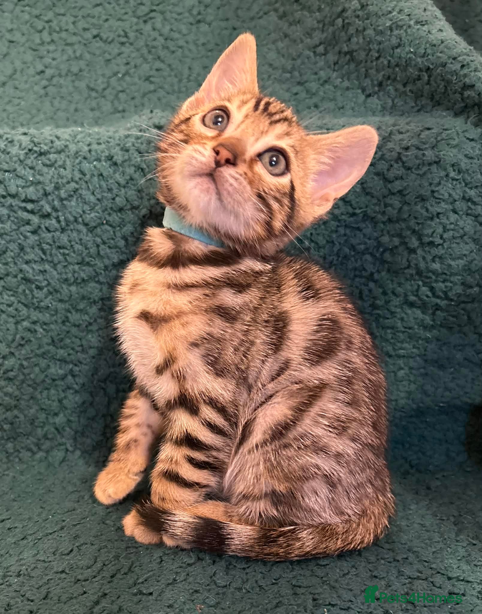 Bengal cats Beautiful Bengal Kittens - Advert 1